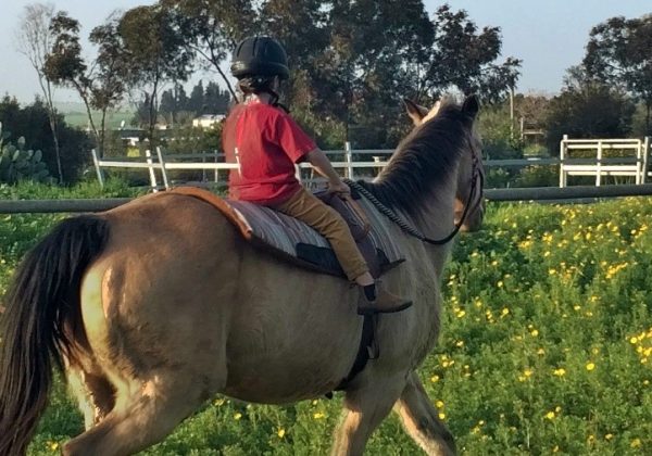 לקחת את המושכות לידיים