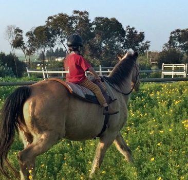 לקחת את המושכות לידיים